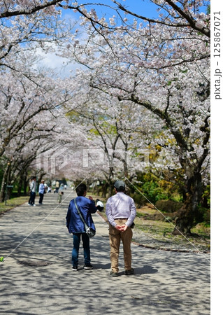桜の咲く公園を歩く恋人 125867071
