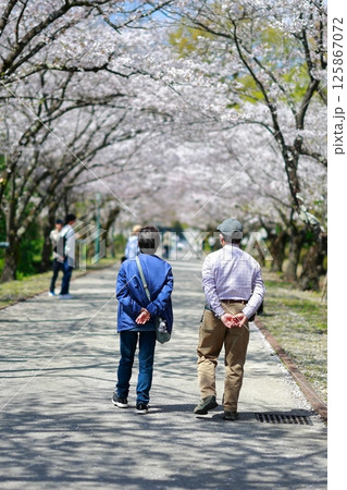 桜の咲く公園を歩く恋人 125867072