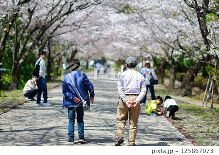 桜の咲く公園を歩く恋人 125867073