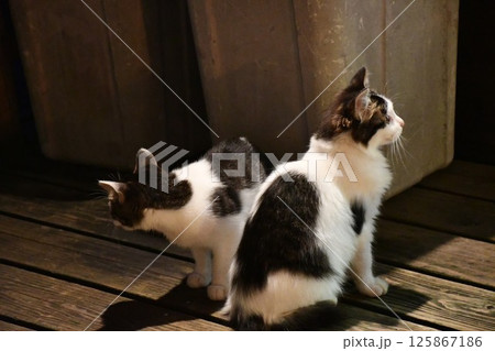 テーブルの上でくつろぐ猫 125867186