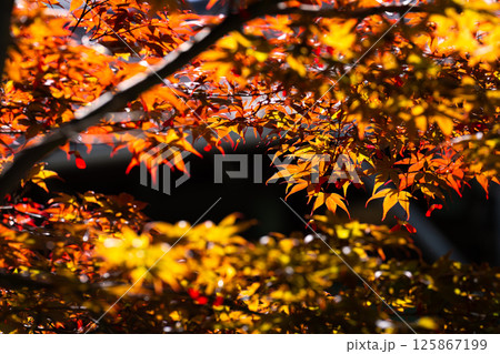 ノムラモミジ 125867199