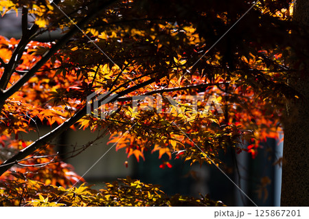 ノムラモミジ 125867201