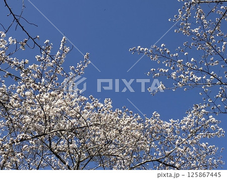 晴れの日の桜 125867445