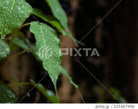 fresh green plants in the rain. Natural green background with leaf and drops of water. fresh green plants in the rain. Natural green background with leaf and drops of water. 125867906