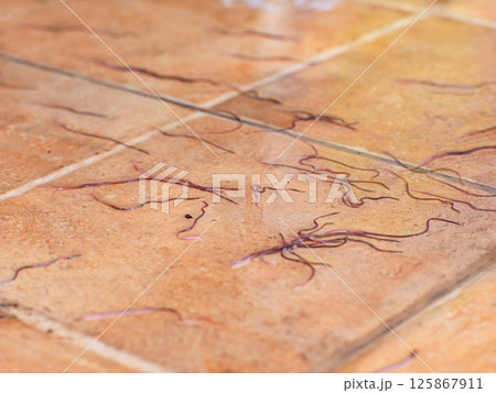 Earthworms, Tubifex Worm on tile floor after rain. Earthworms, Tubifex Worm on tile floor after rain. 125867911