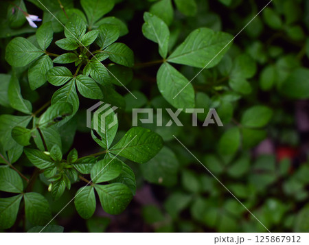 fresh green plants Natural green background with leaf and drops of water. fresh green plants Natural green background with leaf and drops of water. 125867912