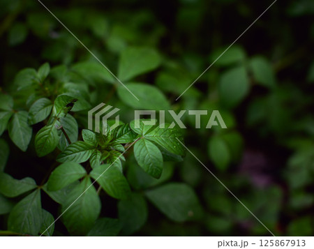 fresh green plants Natural green background with leaf and drops of water. fresh green plants Natural green background with leaf and drops of water. 125867913
