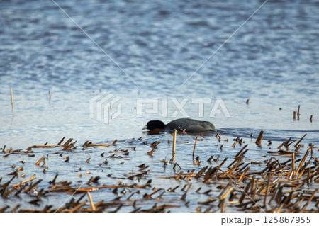 Eurasian coot. Black aquatic bird is seen exploring a wetland area 125867955