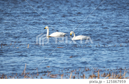 Two white swans gliding effortlessly across calm blue lake waters Two white swans gliding effortlessly across calm blue lake waters 125867959