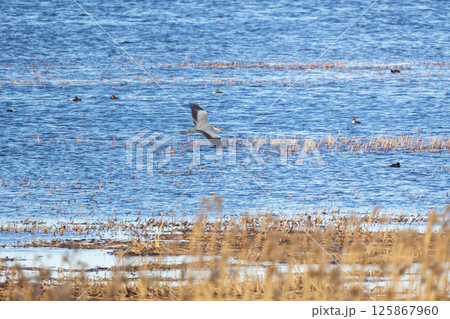 A serene scene capturing a Grey heron gracefully flying over a blue waters A serene scene capturing a Grey heron gracefully flying over a blue waters 125867960