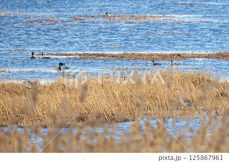 Gray herons situated among tall reeds and wetland waters, 125867961