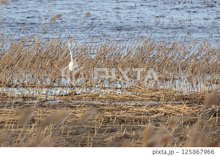 Great white egret wading through dense marshland near tranquil water 125867966