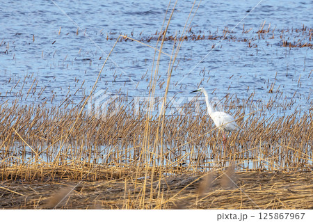 Elegant great white egret wading through dense marshland Elegant great white egret wading through dense marshland 125867967