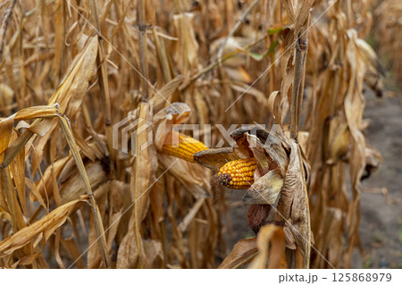 Golden corn cobs are visible among wilted plants in a rural field, signaling the onset of harvest time in autumn 125868979