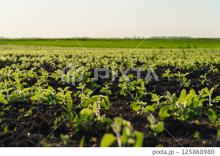 Vibrant green plants cover the field soil under a clear blue sky, illustrating thriving agriculture at midday in a rural area 125868980
