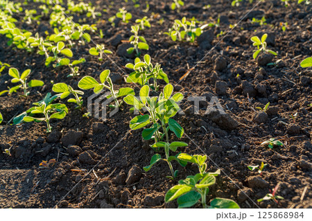 Newly sprouted plants emerge from rich soil, illuminated by the warm light of the early morning sun, enhancing the green foliage Newly sprouted plants emerge from rich soil, illuminated by the warm light of the early morning sun, enhancing the green foliage 125868984