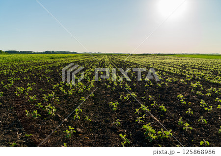 Young plants grow steadily in rows across a vast agricultural field bathed in sunlight during a clear afternoon sky Young plants grow steadily in rows across a vast agricultural field bathed in sunlight during a clear afternoon sky 125868986