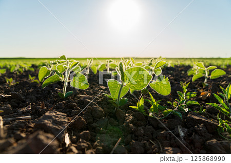 Green seedlings are sprouting in rich soil illuminated by the sun, showcasing new growth on a warm, clear day Green seedlings are sprouting in rich soil illuminated by the sun, showcasing new growth on a warm, clear day 125868990