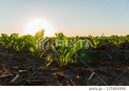 Sunlight bathes fresh beet plants in a field, showcasing their healthy leaves against a clear blue sky at dawn 125868998