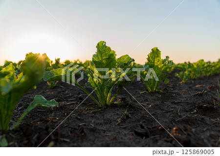Lush green lettuce plants flourish in rich soil as morning sunlight bathes the field in a warm glow, signaling a new day 125869005