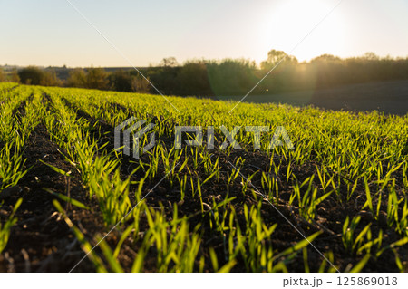 Vibrant green shoots emerge from dark soil as the sun rises over a peaceful farm field Vibrant green shoots emerge from dark soil as the sun rises over a peaceful farm field 125869018