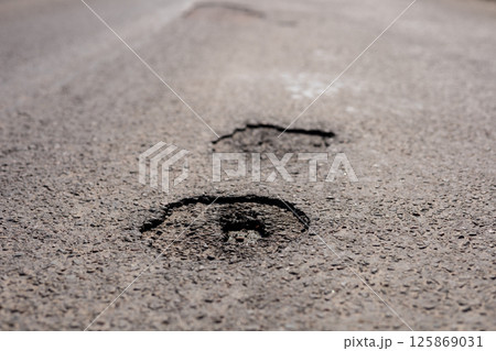 Deep paw prints are visible in a weathered asphalt surface, indicating animal activity in a sunny outdoor setting, likely after recent rain 125869031