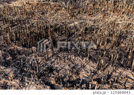 Charred remains of vegetation illustrate the damage caused by a wildfire in a forest area under natural sunlight Charred remains of vegetation illustrate the damage caused by a wildfire in a forest area under natural sunlight 125869041