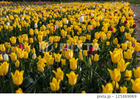 Springtime brings a lush field of blooming tulips, featuring a striking blend of yellow, red, and white flowers under clear skies Springtime brings a lush field of blooming tulips, featuring a striking blend of yellow, red, and white flowers under clear skies 125869069
