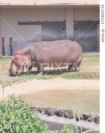デカ！カバ 125869138