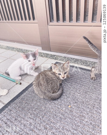 生まれたて【ネコ】 生まれたて【ネコ】 125869139
