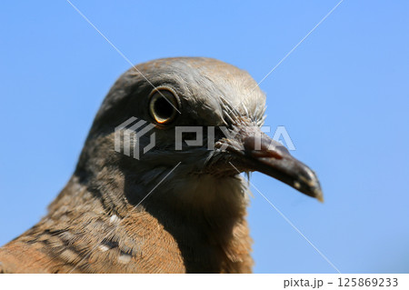 Portrait of bird, into the eyes of bird Portrait of bird, into the eyes of bird 125869233