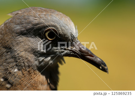 Portrait of bird, into the eyes of bird Portrait of bird, into the eyes of bird 125869235