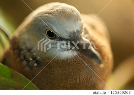 Portrait of bird, into the eyes of bird  125869268