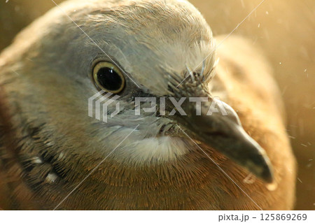 Portrait of bird, into the eyes of bird  125869269