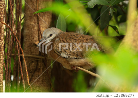Portrait of bird, into the eyes of bird  125869277