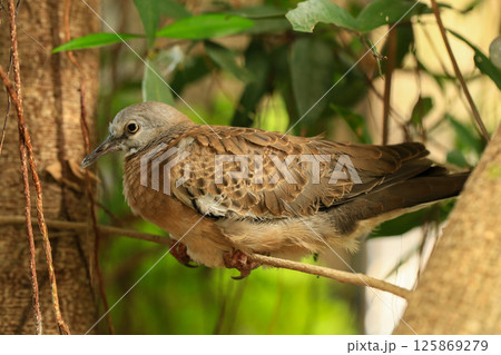 Portrait of bird, into the eyes of bird  125869279