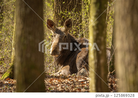A moose lies in the forest 125869328