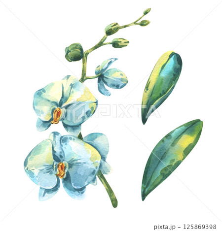 A watercolor set featuring a branch of orchid with large white and blue flowers, accompanied by two separate green leaves. Ideal for botanical, floral, decorative, and elegant nature-themed design 125869398