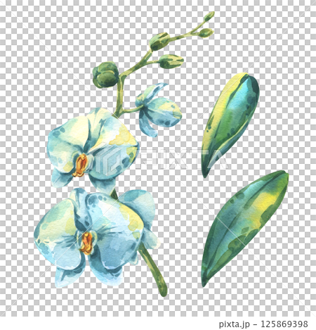 A watercolor set featuring a branch of orchid with large white and blue flowers, accompanied by two separate green leaves. Ideal for botanical, floral, decorative, and elegant nature-themed design 125869398