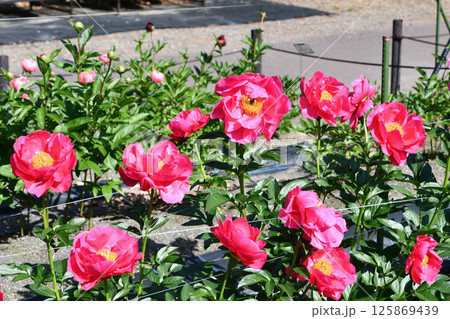 シャクヤク「ポーラフェイ」 125869439