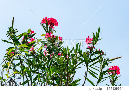 Blooming pink Oleander flowers or Nerium oleander with green leaves. Blooming pink Oleander flowers or Nerium oleander with green leaves. 125869444