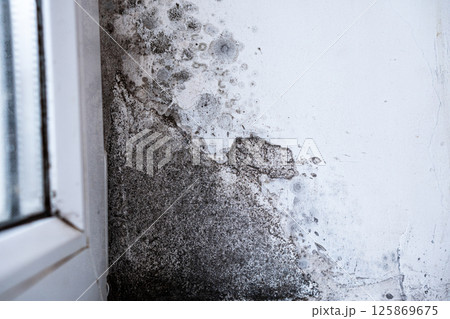 Black mold and fungus spreading around the house. Black spots on the wall. Indoor black mold growing Black mold and fungus spreading around the house. Black spots on the wall. Indoor black mold growing 125869675
