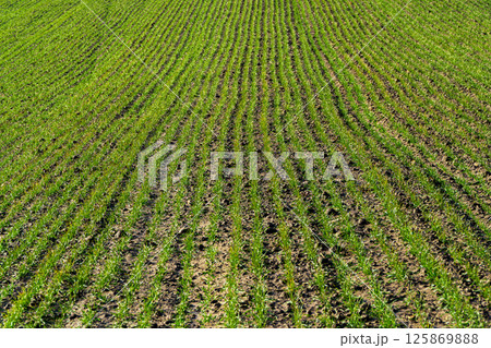 Growing young green wheat seedling sprouts. Green field with sprouts planted in rows. Agrarian industry 125869888