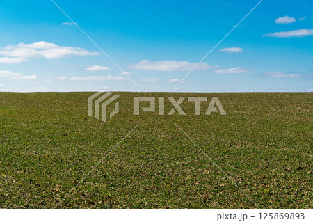 The field is sown with wheat. Field in spring. Agricultural land. Concept of agriculture. Natural background 125869893