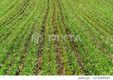 Sprouts of young barley or wheat. The future harvest of bread. Fertile agricultural land. Selective focus 125869895