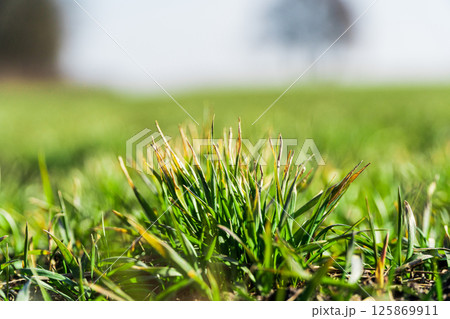 Close up of green winter wheat sprouts, spring agriculture. Selective focus 125869911