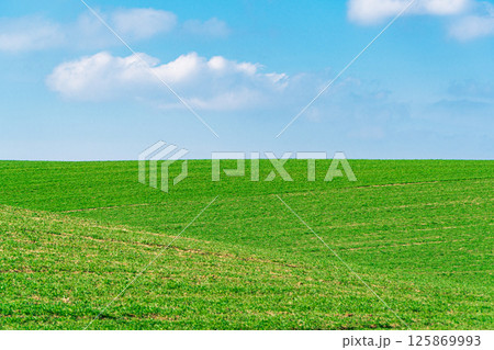 The Agricultural field with green wheat. Minimalist landscape. Beauty of earth The Agricultural field with green wheat. Minimalist landscape. Beauty of earth 125869993