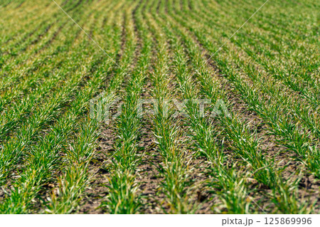 Rows with wheat sprouts in bright spring landscape on a sunny day. Young green wheat growing in soil 125869996