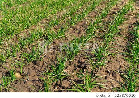 Young sprouts of winter wheat of grain crops. Green sprouts of wheat in the field. Fertile agricultural land Young sprouts of winter wheat of grain crops. Green sprouts of wheat in the field. Fertile agricultural land 125870010