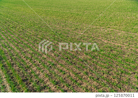 Agricultural field with young green wheat sprouts. Field of young wheat, barley, rye. Symmetrical lines of shoots of grain crops Agricultural field with young green wheat sprouts. Field of young wheat, barley, rye. Symmetrical lines of shoots of grain crops 125870011